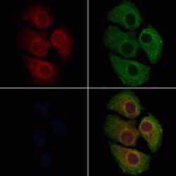 Invitrogen HCN3 Polyclonal Antibody 100 &mu;L; Unconjugated:Antibodies,