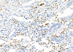 Invitrogen RAB19 Polyclonal Antibody 100 &mu;L; Unconjugated:Antibodies,
