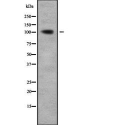 Invitrogen RhoGAP4 Polyclonal Antibody 100 &mu;L; Unconjugated:Antibodies,