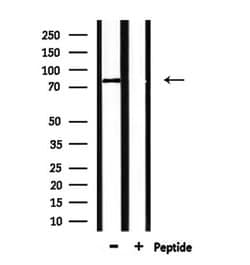 Invitrogen CLASRP Polyclonal Antibody 100 &mu;L; Unconjugated:Antibodies,