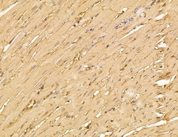 Invitrogen UBE2A/UBE2B Polyclonal Antibody 100 &mu;L; Unconjugated:Antibodies,