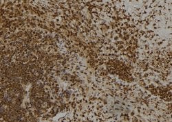 Invitrogen CAPG Polyclonal Antibody 100 &mu;L; Unconjugated:Antibodies,