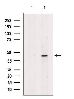 Invitrogen CAPG Polyclonal Antibody 100 &mu;L; Unconjugated:Antibodies,