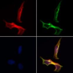 Invitrogen 14-3-3 beta/zeta Polyclonal Antibody 100 &mu;L; Unconjugated:Antibodies,