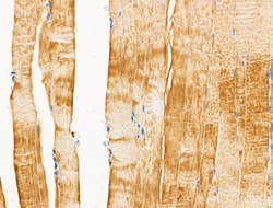 Invitrogen CARD6 Polyclonal Antibody 100 &mu;L; Unconjugated:Antibodies,
