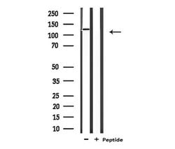 Invitrogen CARD6 Polyclonal Antibody 100 &mu;L; Unconjugated:Antibodies,
