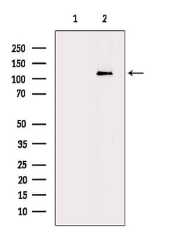 Invitrogen CARD6 Polyclonal Antibody 100 &mu;L; Unconjugated:Antibodies,