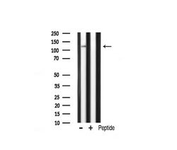 Invitrogen CARD6 Polyclonal Antibody 100 &mu;L; Unconjugated:Antibodies,