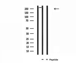 Invitrogen Factor VIII Polyclonal Antibody 100 &mu;L; Unconjugated:Antibodies,