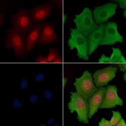 Invitrogen GANP Polyclonal Antibody 100 &mu;L | Buy Online | Invitrogen&trade; | Fisher Scientific