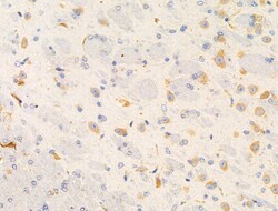 Invitrogen GANP Polyclonal Antibody 100 &mu;L | Buy Online | Invitrogen&trade; | Fisher Scientific