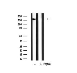 Invitrogen GANP Polyclonal Antibody 100 &mu;L | Buy Online | Invitrogen&trade; | Fisher Scientific