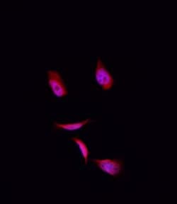 COPS3 Polyclonal Antibody:Antibodies, Polyclonal