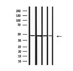 COPS3 Polyclonal Antibody:Antibodies, Polyclonal