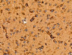 Invitrogen JM4 Polyclonal Antibody 100 &mu;L; Unconjugated:Antibodies,