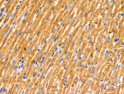 Invitrogen JM4 Polyclonal Antibody 100 &mu;L; Unconjugated:Antibodies,