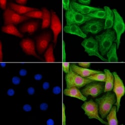 Invitrogen OCT2 Polyclonal Antibody 100 &mu;L; Unconjugated:Antibodies,