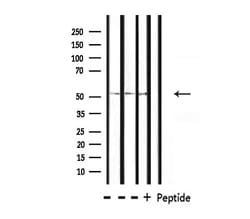Invitrogen OCT2 Polyclonal Antibody 100 &mu;L; Unconjugated:Antibodies,