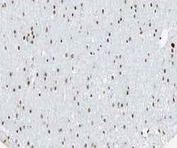 Invitrogen CCNL1 Polyclonal Antibody 100 &mu;L; Unconjugated:Antibodies,