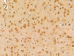 Invitrogen CCNL1 Polyclonal Antibody 100 &mu;L; Unconjugated:Antibodies,