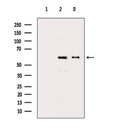 Invitrogen CCNL1 Polyclonal Antibody 100 &mu;L; Unconjugated:Antibodies,