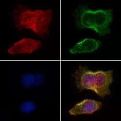 Invitrogen Pan Ras Polyclonal Antibody 100 &mu;L; Unconjugated:Antibodies,