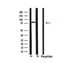 Invitrogen NEDD8 Polyclonal Antibody 100 &mu;L; Unconjugated:Antibodies,