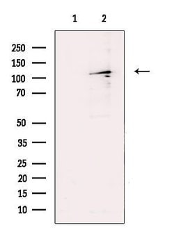 SENP6 Polyclonal Antibody, Invitrogen 100 &mu;L; Unconjugated:Antibodies,