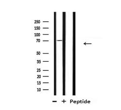 Invitrogen UBA2 Polyclonal Antibody 100 &mu;L; Unconjugated:Antibodies,