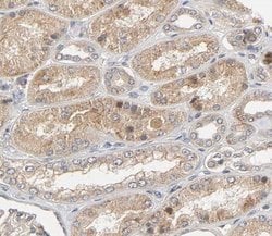 Invitrogen Urocortin Polyclonal Antibody 100 &mu;L; Unconjugated:Antibodies,