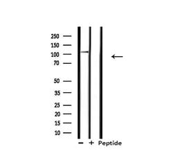 Invitrogen XPF Polyclonal Antibody 100 &mu;L; Unconjugated:Antibodies,