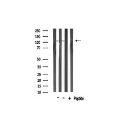 Invitrogen TAF4 Polyclonal Antibody 100 &mu;L; Unconjugated:Antibodies,