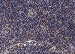 Invitrogen PDZD2 Polyclonal Antibody 100 &mu;L; Unconjugated:Antibodies,