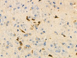 Invitrogen PDZD2 Polyclonal Antibody 100 &mu;L; Unconjugated:Antibodies,