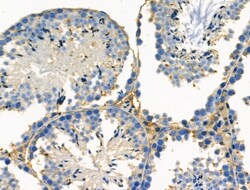 Invitrogen PDZD2 Polyclonal Antibody 100 &mu;L; Unconjugated:Antibodies,