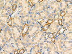 Invitrogen PDZD2 Polyclonal Antibody 100 &mu;L; Unconjugated:Antibodies,