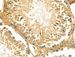 Invitrogen PDZD2 Polyclonal Antibody 100 &mu;L; Unconjugated:Antibodies,