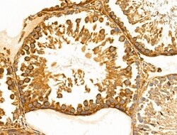 Invitrogen PDZD2 Polyclonal Antibody 100 &mu;L; Unconjugated:Antibodies,
