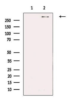 Invitrogen PDZD2 Polyclonal Antibody 100 &mu;L; Unconjugated:Antibodies,