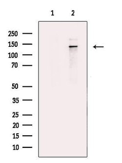 Invitrogen Hairless Polyclonal Antibody 100 &mu;L | Buy Online | Invitrogen&trade; | Fisher Scientific
