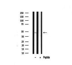 Invitrogen DLX3 Polyclonal Antibody 100 &mu;L; Unconjugated:Antibodies,