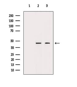 Invitrogen DLX3 Polyclonal Antibody 100 &mu;L; Unconjugated:Antibodies,