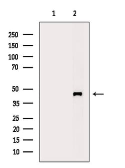 Invitrogen DLX3 Polyclonal Antibody 100 &mu;L; Unconjugated:Antibodies,