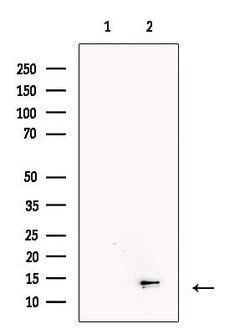 Invitrogen NDUFC2 Polyclonal Antibody 100 &mu;L; Unconjugated:Antibodies,