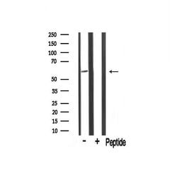 Invitrogen TRIM16 Polyclonal Antibody 100 &mu;L; Unconjugated:Antibodies,