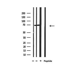 Invitrogen TAP Polyclonal Antibody 100 &mu;L; Unconjugated:Antibodies,
