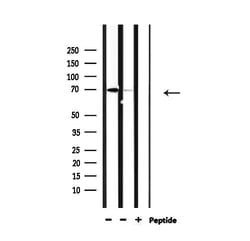Invitrogen TAP Polyclonal Antibody 100 &mu;L; Unconjugated:Antibodies,