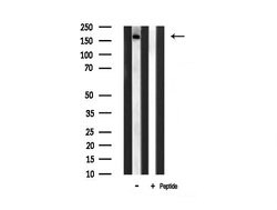 Invitrogen FYCO1 Polyclonal Antibody 100 &mu;L; Unconjugated:Antibodies,