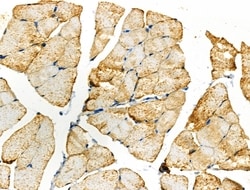 Invitrogen DUS2L Polyclonal Antibody 100 &mu;L; Unconjugated:Antibodies,