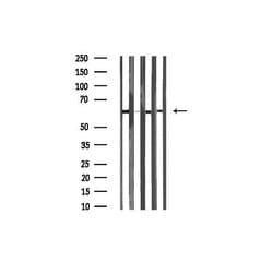Invitrogen DUS2L Polyclonal Antibody 100 &mu;L; Unconjugated:Antibodies,